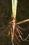 Sharpscale flatsedge